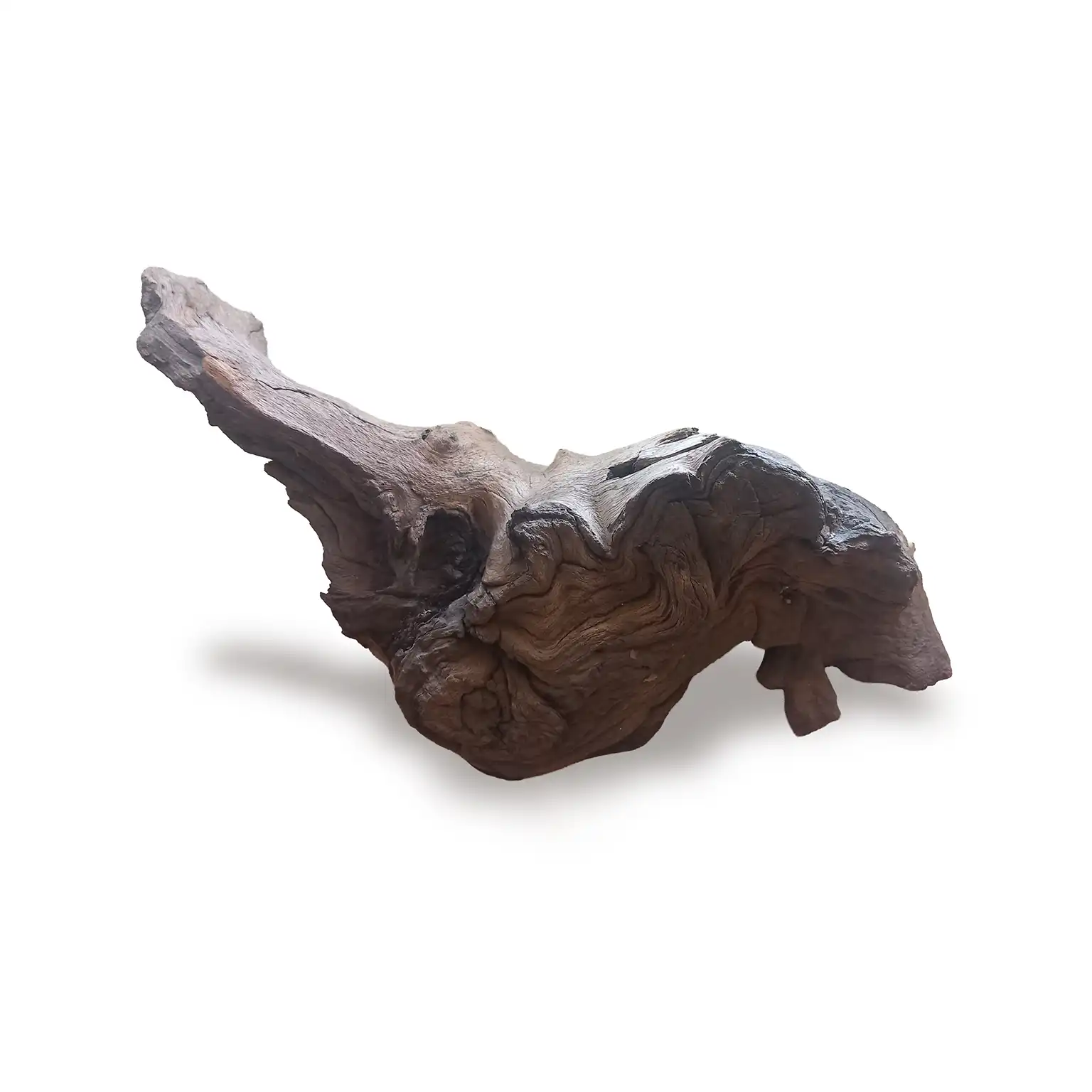 MANGROW KÖKÜ AKVARYUM DOĞAL DEKOR Y13 CM X UZUNLUK 27 CM-0020 kopya