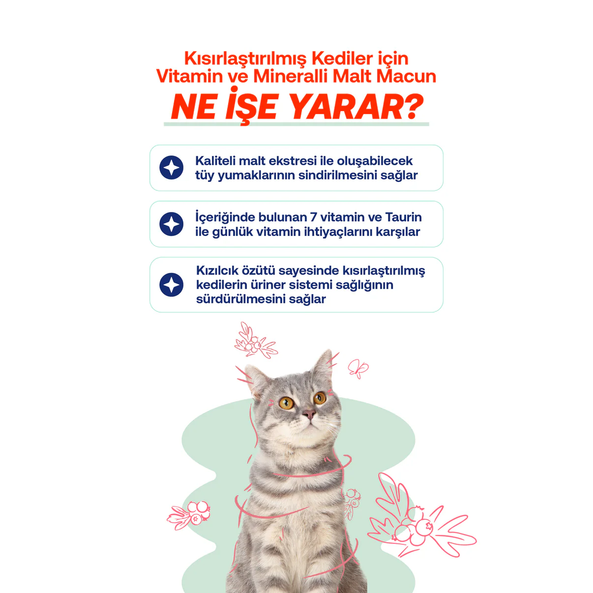 Biofeline Kısırlaştırılmış Kediler İçin Vitaminli Malt Macunu – 100g -2034 "Ne İşe Yarar?" başlığı altında; Kızılcık özütü ile üriner sistem sağlığı, 7 vitamin ve Taurin ile günlük ihtiyaç karşılama, malt ekstresi ile tüy yumağı sindirimi özelliklerini gösteren grafik.